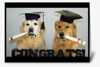 Congrats Grads - Golden Retriever #7984711