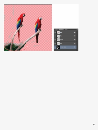 Macaw #7987304