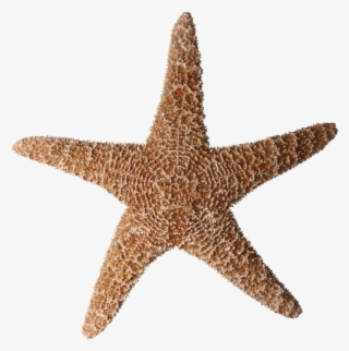 Starfish Png Pluspng - Stock Photography #7987412