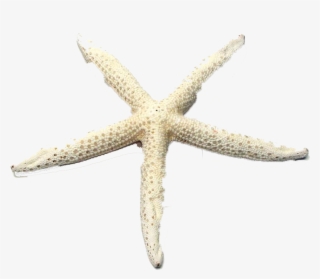 Starfish #7987453