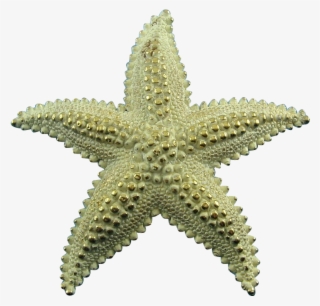 Vintage Monet Frosted Golden Large Starfish Pin - Stern Zopf #7987854