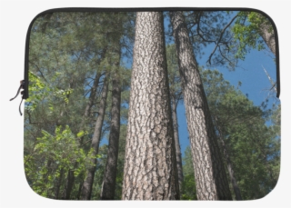 Tall Pine Trees Mt Lemmon Arizona Microsoft Surface - Grove #7988110