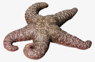 Starfish #7988160