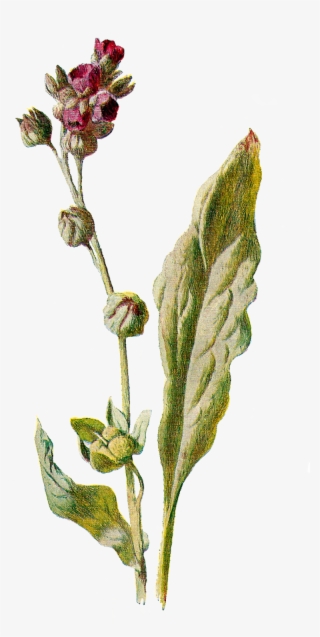 Flower Botanical Illustration Wildflower Image - Pink Evening Primrose #7989104