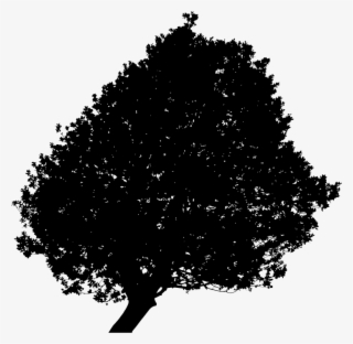 Medium Image - Silhouette Of Oak Tree #7989238