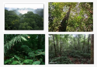 Understory Layer Of The Rainforest #7989245