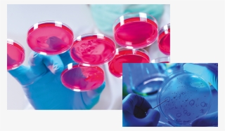 Agar - Cell #7995747