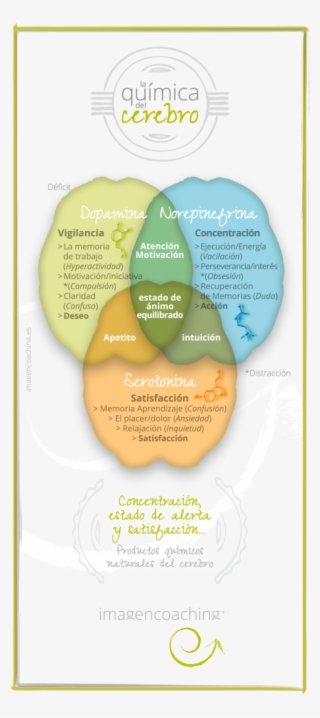 Tu #coach De Imagen Personal - Quimica Del Cerebro #7998300