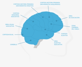 ¿cómo Funciona El Cerebro - Hoe Werkt Het Geheugen #7998342