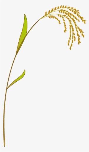201109 Rice - Vector Leaf Rice Png #80262
