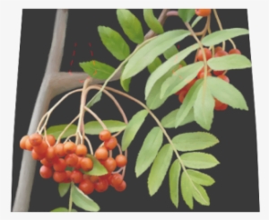 Rowan Tree Watercolor Boston Handbag - Rose Hip #80376