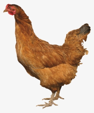 Chicken Png Clipart - Chicken With No Background #80452