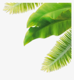 Overlay, Plant, And Plants Image - Coconut Leaves Png #80546
