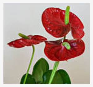 Anthurium Plants Suppliers In India - Laceleaf #80570