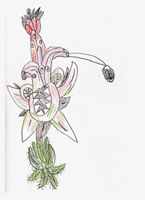 New Characters - Brassia #80589