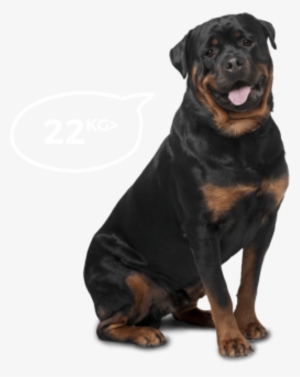 Big Dogs - Bi-monthly - Best Dog For Home Security And Kids #80749