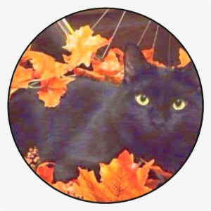 Halloween Cat - Black Cat Autumn #80767