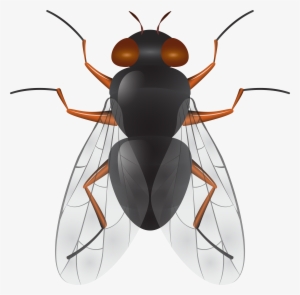 Fly Png Clip Art #81107