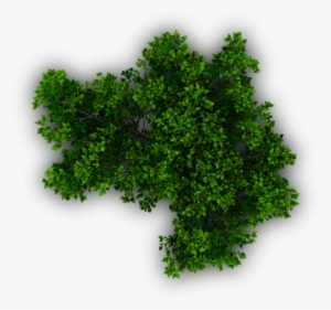 Free Shrub Png Plan View Download - Dundjinni Mapping Software Plants #81155