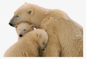 Animal Families Photos Hd #81223