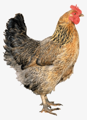 Gallo Gallina Animales Photoshopped Animals, Pet Chickens, - Chicken Png #81525