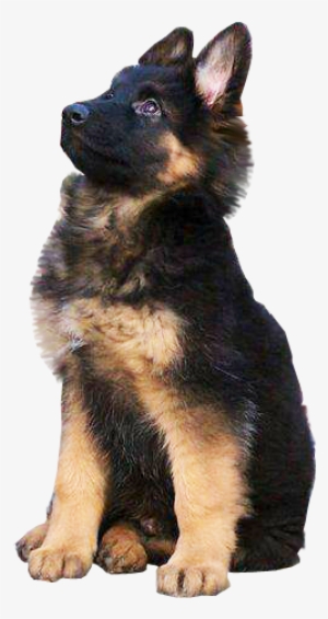 Puppy Training: How To Housebreak Your Puppy #81872