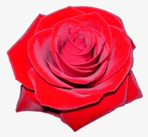 Red Rose Flower Free Png Transparent Images Free - Rose Hd Logo Transparent #82000