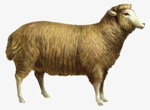 Farm Animal Gifs Png #82210