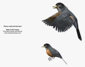 Robin Birds Flying 3d Cut-out By Madetobeunique On - Blackbird #82277