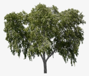 Tree, Tree With Leaves, Forest, Nature - Tree #82698