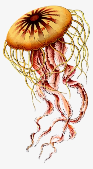 Free Image On Pixabay - Ernst Haeckel Jellyfish #82700