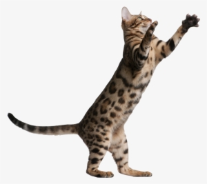 Kitten Jumping Png Banner Transparent - Cat Jumping Transparent Background #83466