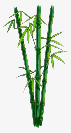 Browse And Download Bamboo Png Pictures - Bamboo Stem Png #83468
