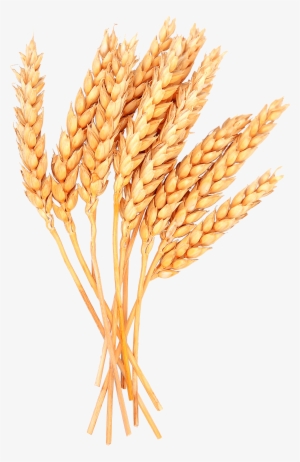 Wheat Vector Free Png Image - Sheaves Of Wheat Clipart #83847 Wheat Vector Free Png Image - Sheaves Of Wheat Clipart #83847