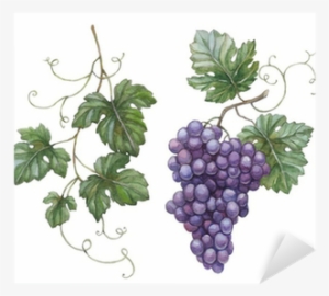 Watercolor Illustration Of Grapes With Leaves Sticker - Illustration With Grapes And Leaves #84152
