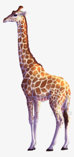 Giraffe Png Hd - Giraffe Png #84384