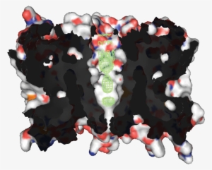 Aquaporin Z - Aquaporin Quaternary Structure #84435