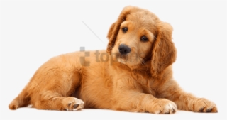 Download Dog Png Image - Cute Dog Png #84533 Download Dog Png Image - Cute Dog Png #84533