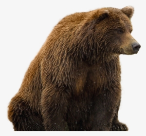 Transparent Background Bear Png #84610