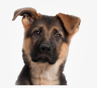 2 Months German Shepherd Puppy #84907