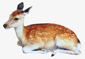 Deer Png Image - Deer Png #85008