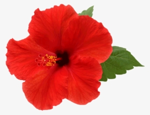 Hibiscus Png Picture - Hibiscus Flowers With White Background #85286