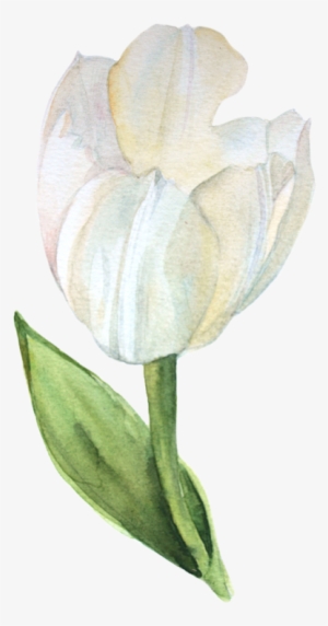 Watercolor Tulips - Watercolor Painting #85425