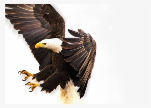 Eagle Png Full Hd #85792