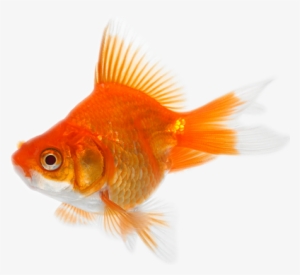 Goldfish Transparent Images Pluspng - Gold Fish #85954