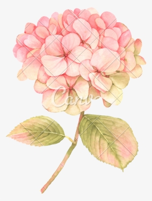 Hydrangea Transparent Watercolor - Pink Hydrangea Clip Art #86352
