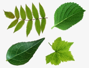 Free Png Green Leaves Png Images Transparent - Leaf Png #86411