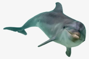 Free Png Dolphin Png Images Transparent - Transparent Dolphin Png #86475