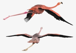 Flamingo Clipart Flying - 3d Flying Bird Png #86785