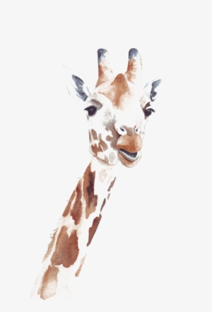 Giraffe - Transparent Drawing Giraffe #87185